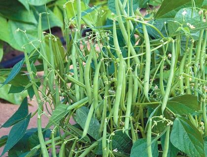 新鮮蔬菜配送:四季豆